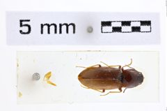 Foto (Dorsalansicht) von Hypnoidus nitidicollis (NHMW-ZOO-COL-0007406)